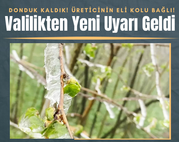 Ordu’da Zirai Don Uyarısı: Üreticinin Eli Kolu Bağlı! Valilikten Kritik Açıklama