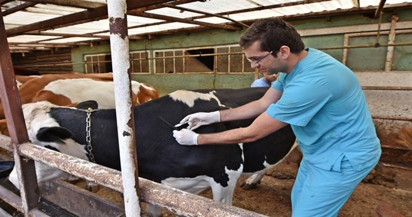 Ordu’da 20 Binden Fazla Büyükbaş Hayvan Kimliklendirildi
