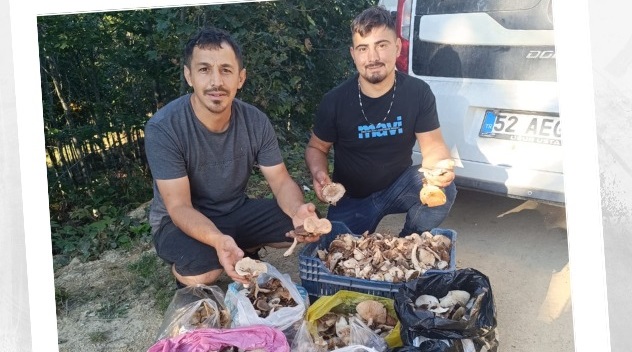 Ordu’da Tirmit Bereketi: Sadece İki Saatte Kilolarca Topladılar!
