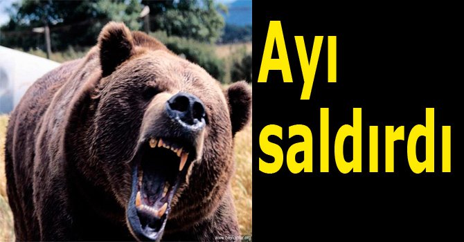 Turnalık Yaylası’nda Ayı Saldırısı: İnek Telef Oldu