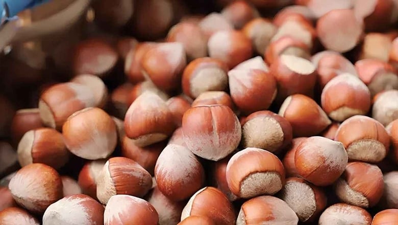 Ordu’da Randımana Göre Fındık Fiyatları Açıklandı: Serbest Piyasa 180 TL Bandına Geriledi