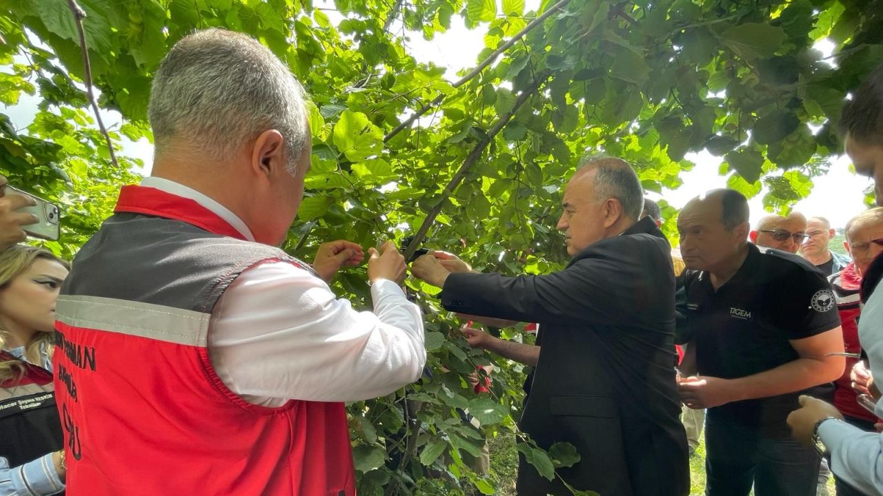 Ordu’da Fındık Bahçelerine 300 Bin Samuray Arısı Salındı!