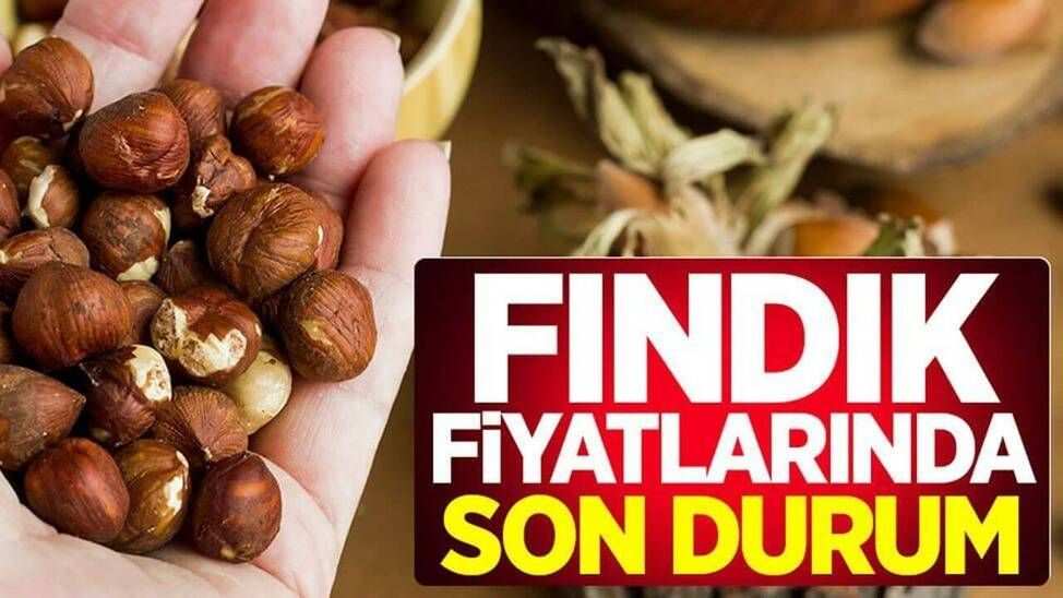 Ordu’da Fındıkta Randıman Fiyatları Açıklandı: Üretici Gözünü Yeni Sezona Çevirdi