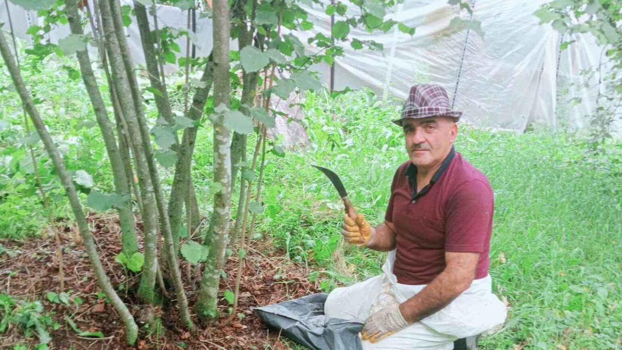 Ordu'da Fındık Üreticisinden Dikkat Çeken Talep! 