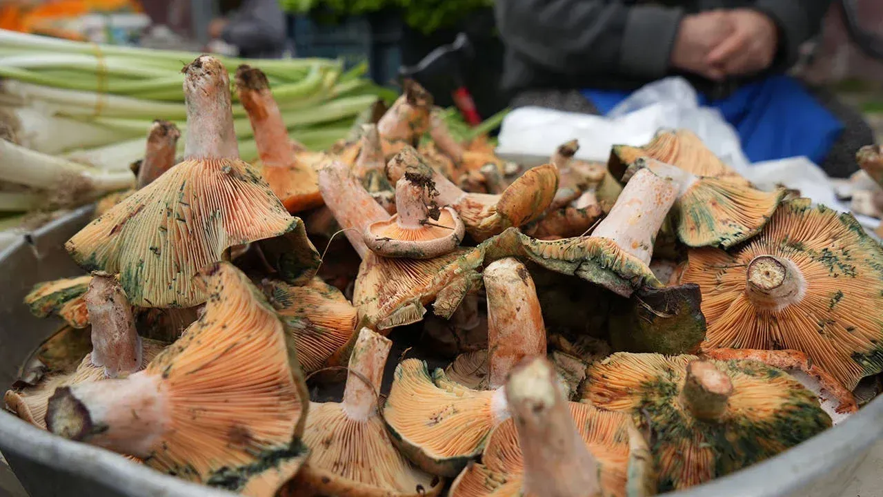 Ordu'da Mantar Sezonu Başladı! Uzmanlardan Zehirlenme Riskine Karşı Uyarı