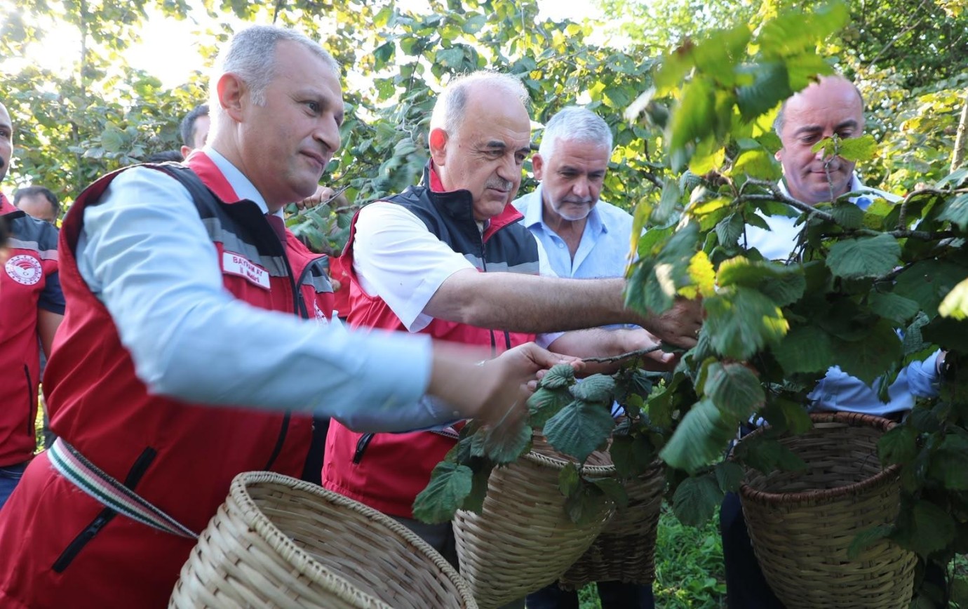 Fındık Hasat Sezonu Başladı