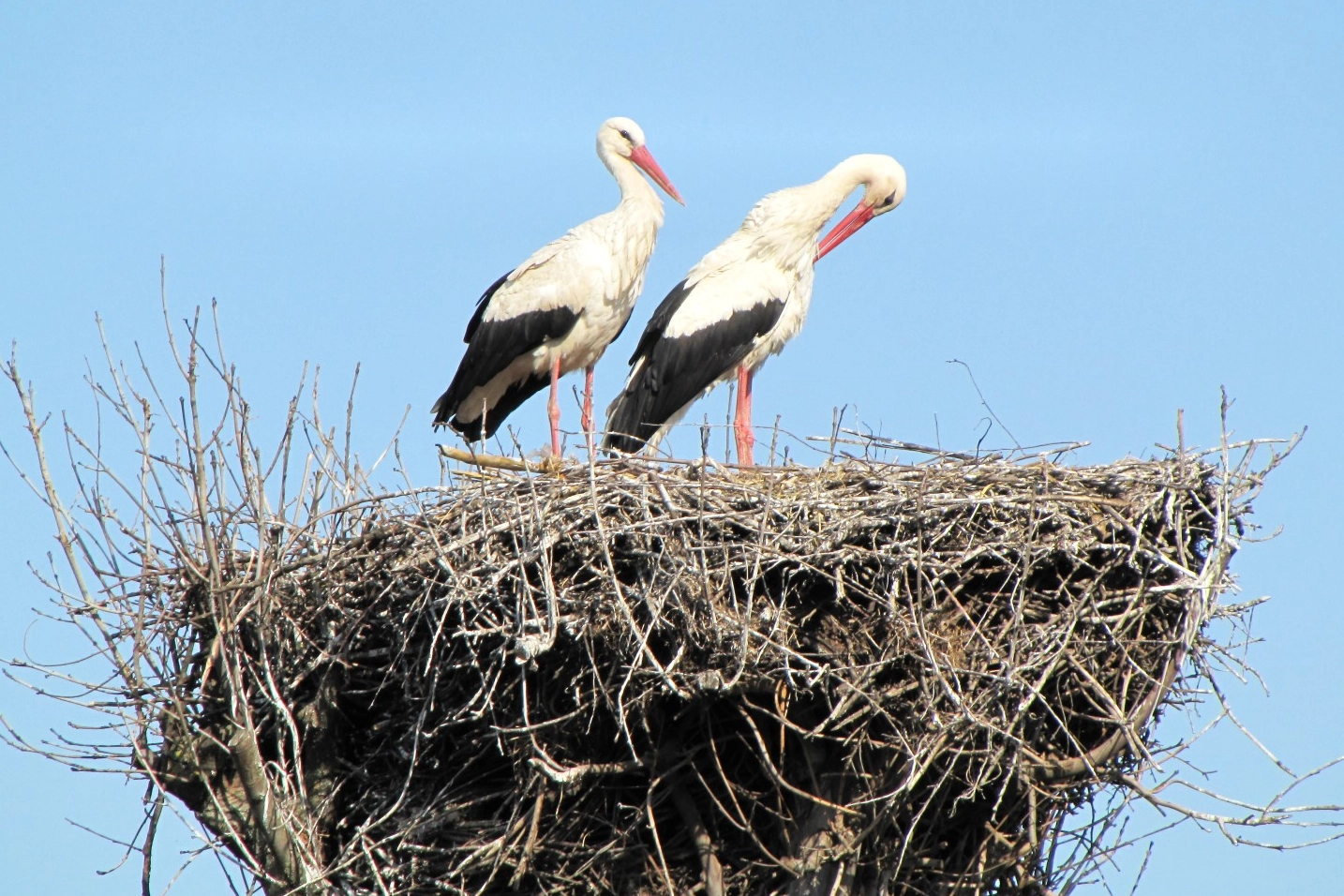 Kocaeli’de 'Leylek Atlası Projesi' başladı