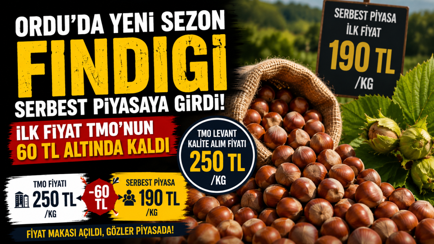 Ordu’da Fındıkta Sezonun İlk Fiyatı Belli Oldu: Serbest Piyasa 190 TL’den Açıldı