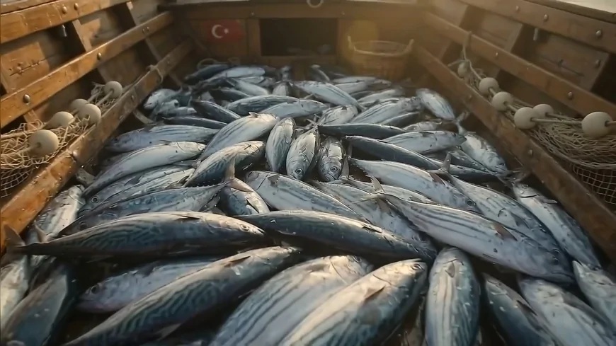 Ordu’da Palamut Bereketi Başladı: İlk Balıklar Tezgâhlarda Yerini Aldı