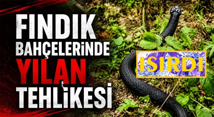Fındık Toplayan Vatandaşı Yılan Isırdı