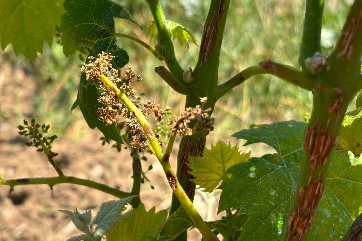 İzmit Belediyesi'nden dolu mağduru çiftçilere destek
