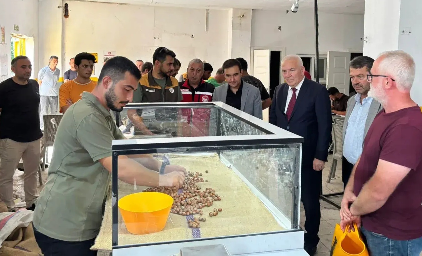 İkizce’de TMO Fındık Alım Noktası Üreticilere Hizmet Vermeye Başladı