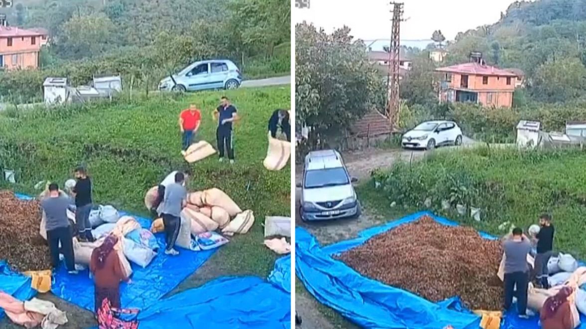 Ordu’da Fındık Harmanında Arı Paniği: İşçiler Çareyi Kaçmakta Buldu