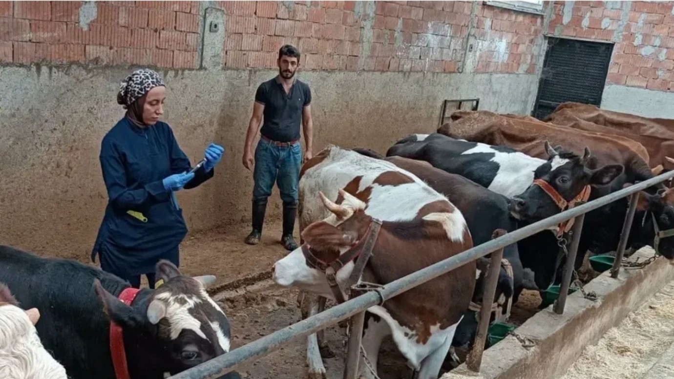 Ordu’da Büyükbaş Ve Küçükbaş Hayvanlar İçin Şap Seferberliği
