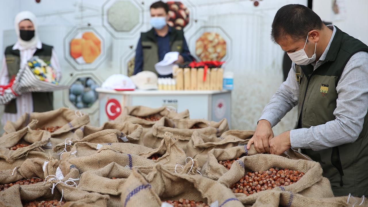 TMO Fındık Alımlarında Kriterleri Güncelledi: Kota Yüzde 30 Artırıldı