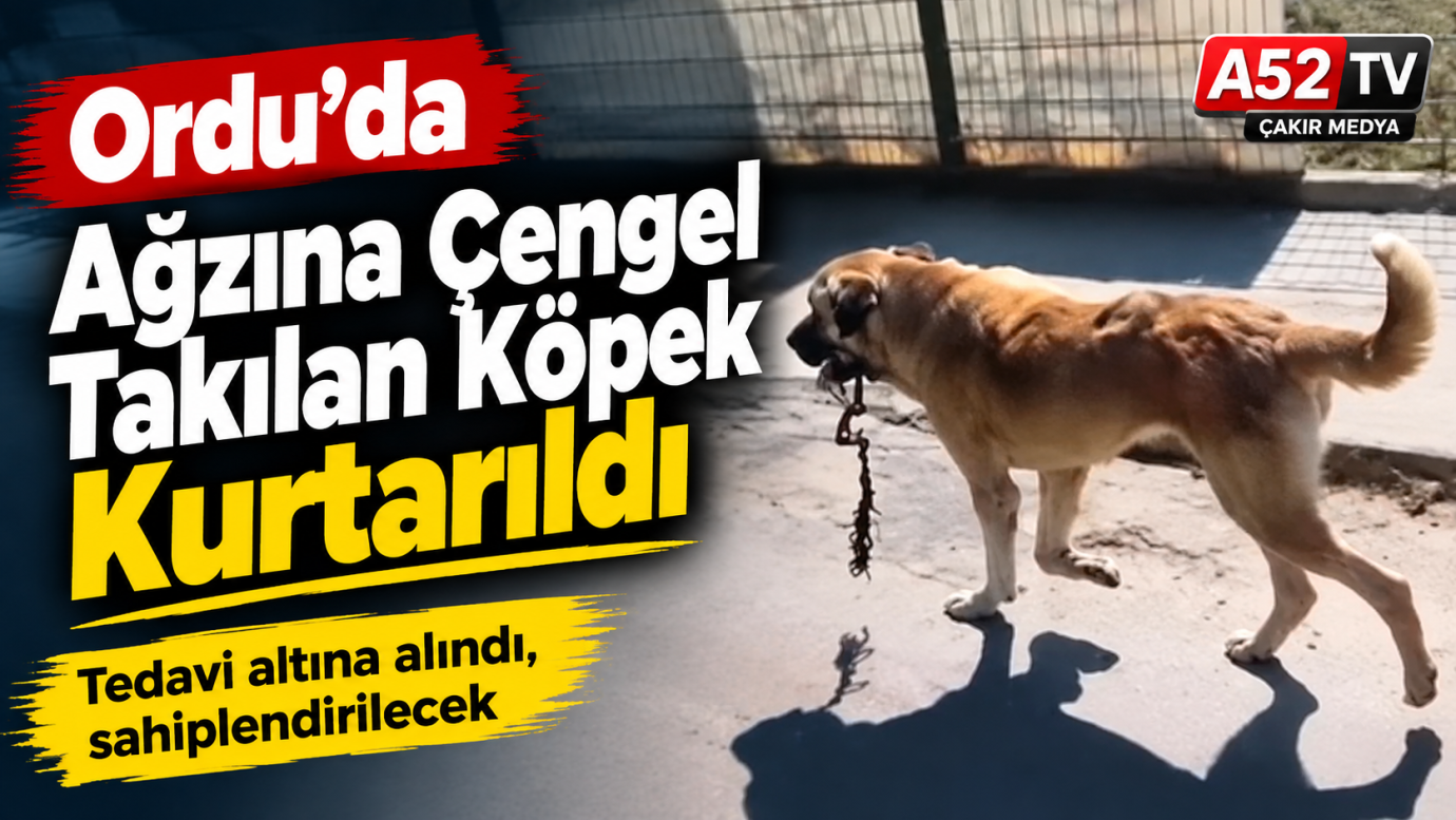 Ordu’da Ağzına Çengel Takılan Köpek Kurtarıldı