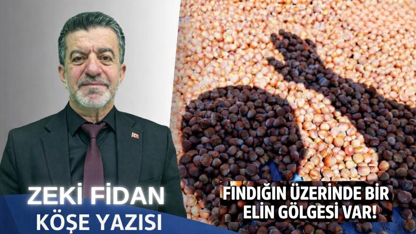 Fındık Piyasasında Görünmeyen El: Fiyatları Aşağı Çeken O Gizli Güç Nedir?