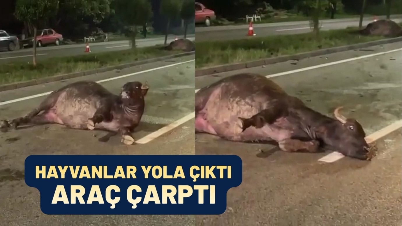 Ünye Güzergâhında Büyükbaş Hayvanlar Yola Çıktı: Kaza Meydana Geldi
