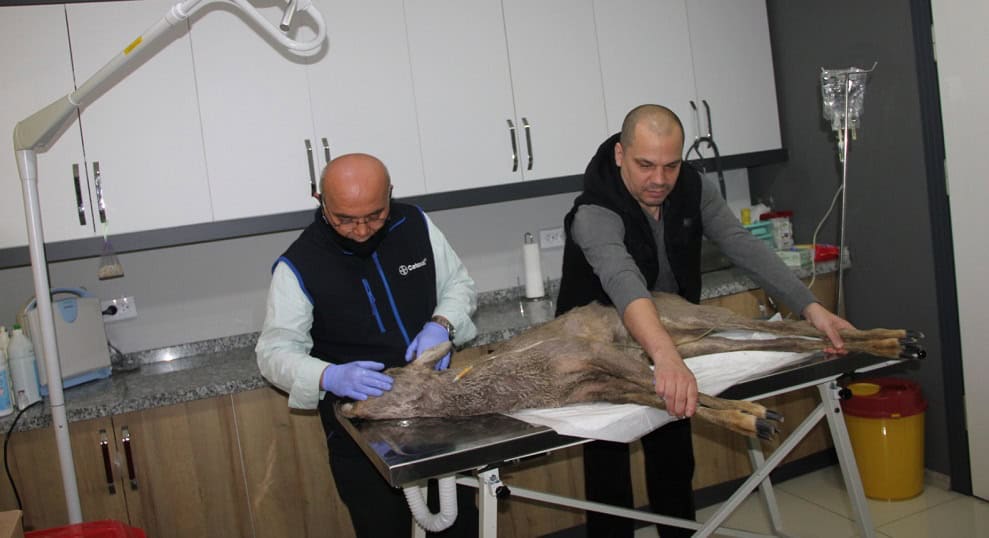 Köpek saldırısına uğrayan karaca tedavi altına alındı