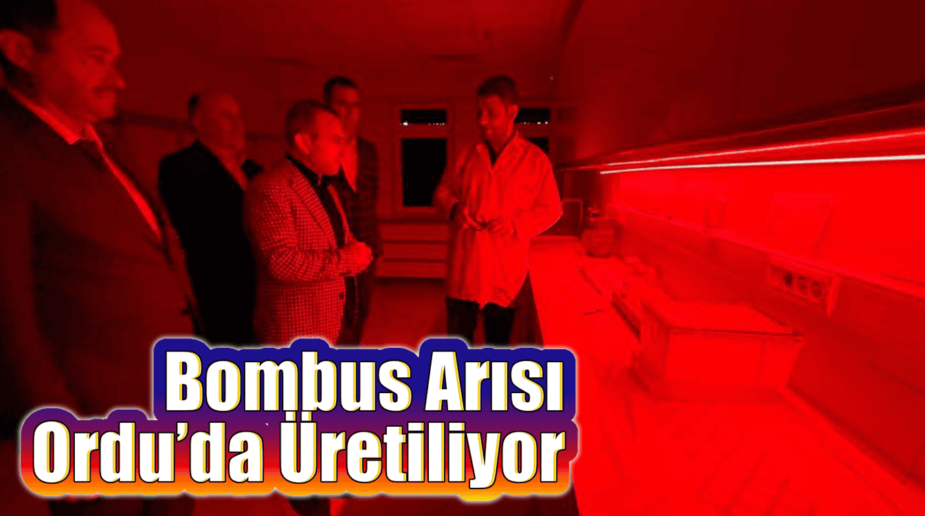 Seraların Doğal İşçisi Bombus Arısı, Ordu’da Üretiliyor