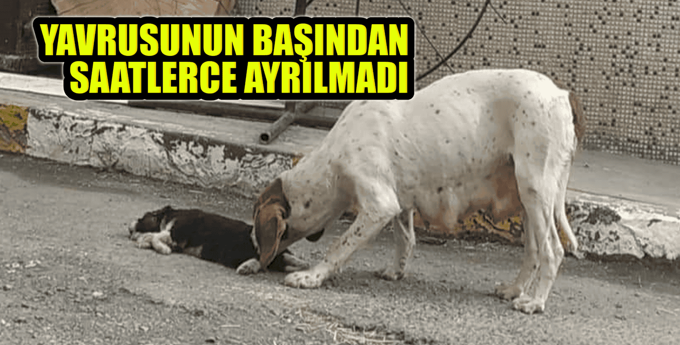 YAVRUSUNUN BAŞINDAN SAATLERCE AYRILMADI