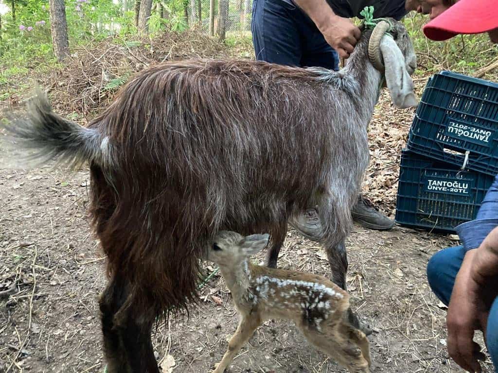 4 KARACA YAVRUSU KEÇİ SÜTÜ İLE HAYATA TUTUNDU