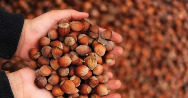 FİSKOBİRLİK YENİ FINDIK FİYATI AÇIKLADI