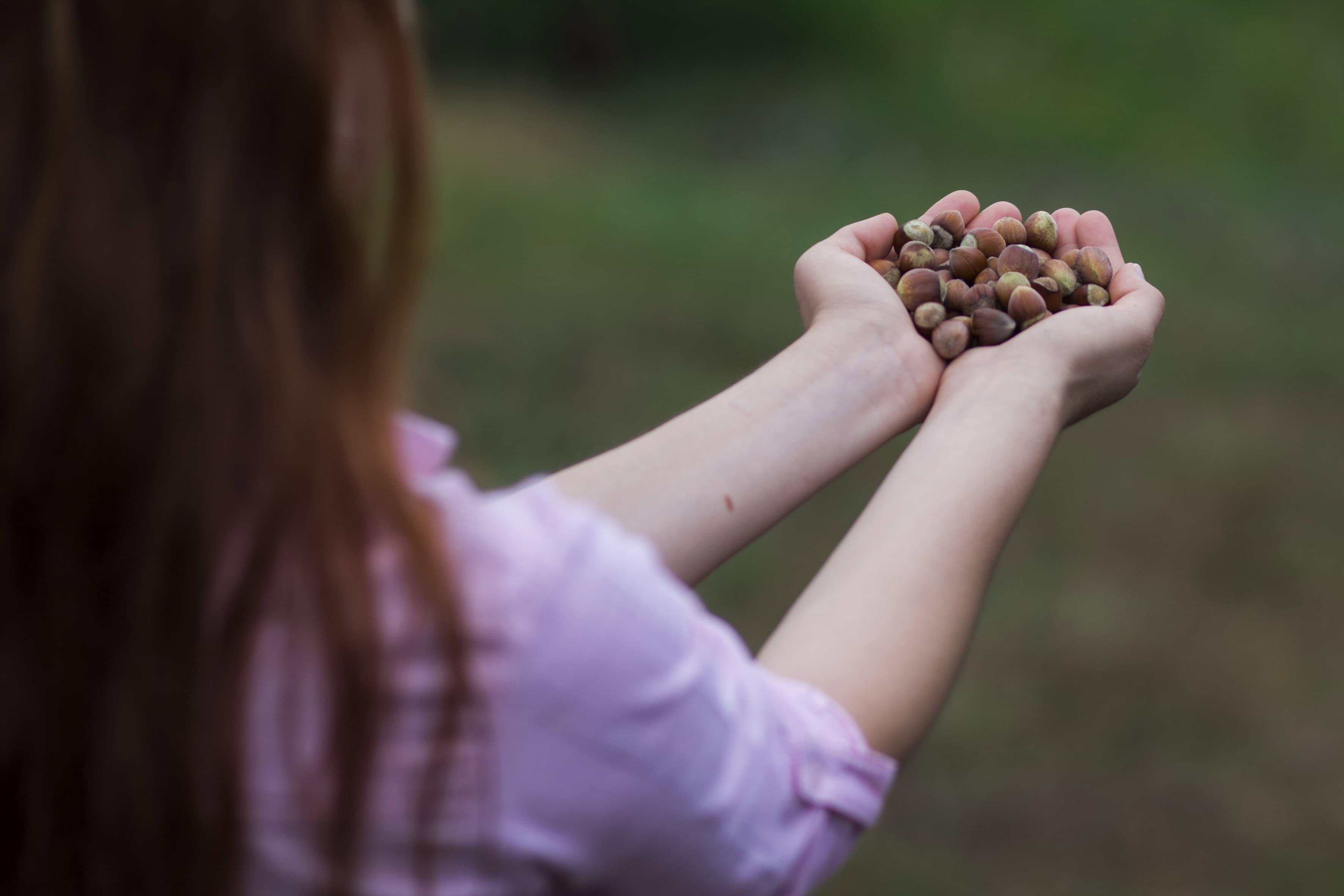 ILO-Ferrero ortaklığı, Türkiye’de fındık hasadında çocuk işçiliğini ortadan kaldırmayı hedefliyor