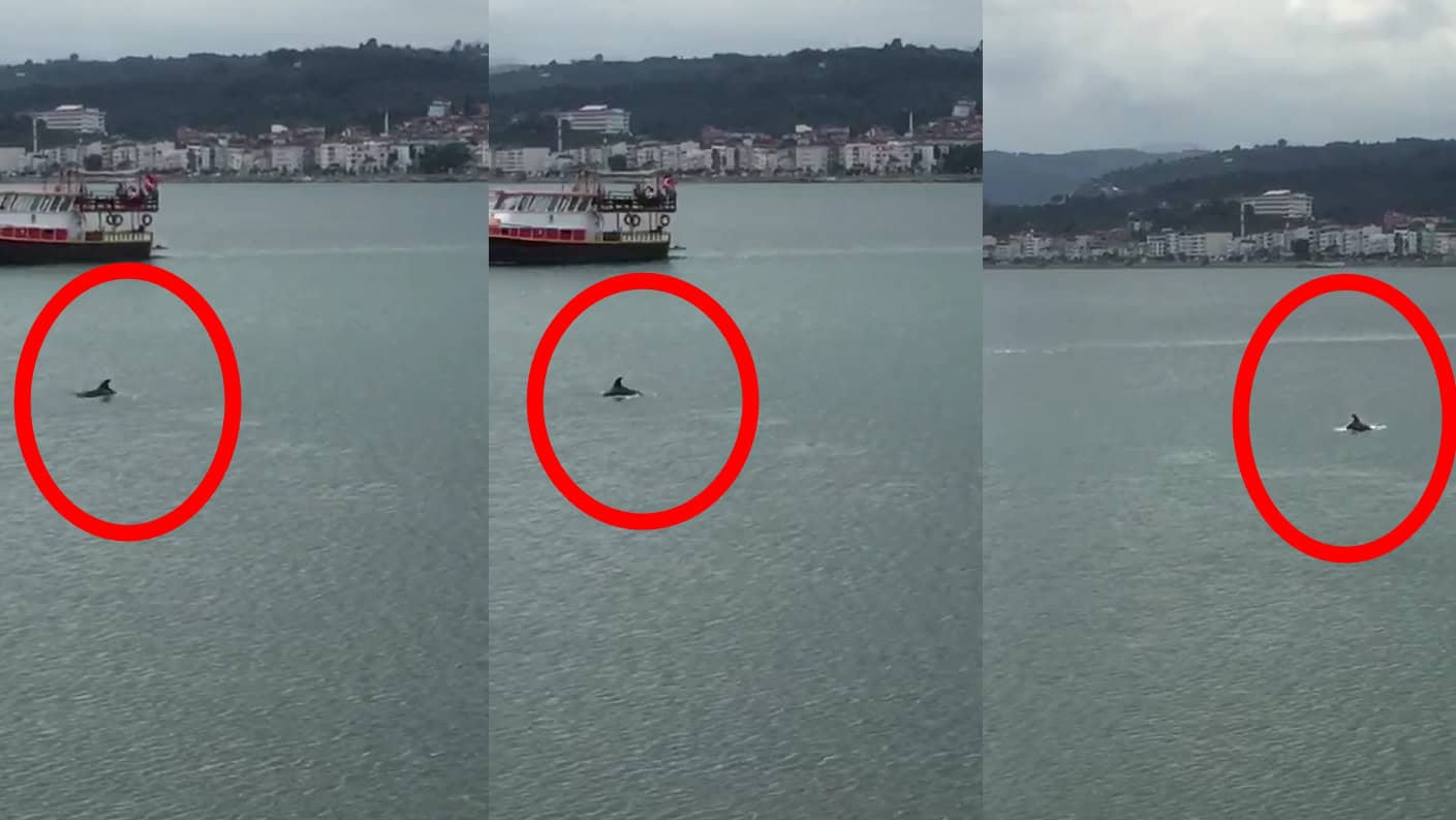 Ünye Sahilinde Yunusların Görsel Şöleni