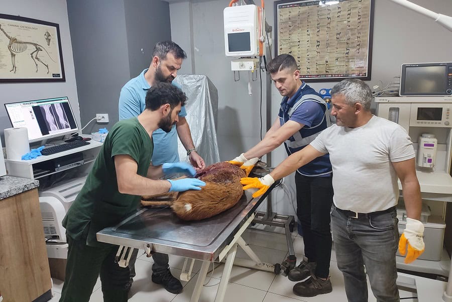 YARALI KARACA TEDAVİSİ YAPILDIKTAN SONRA KORUMA ALTINA ALINDI