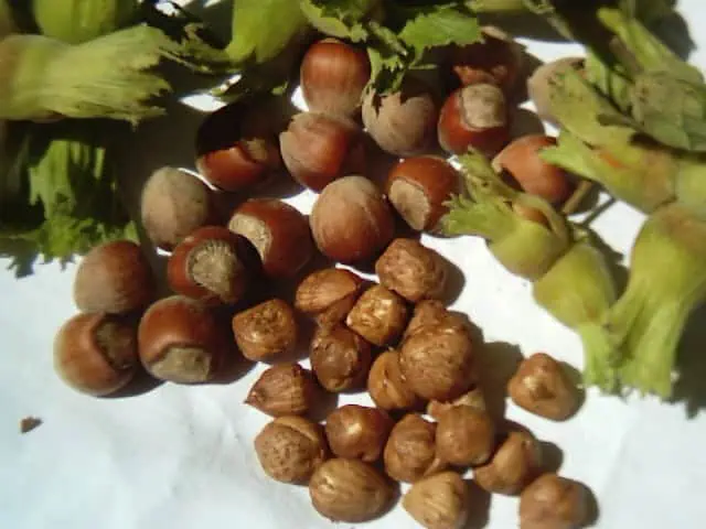 FERRERO FINDIK’TAN FINDIK HASAT DÖNEMİ İÇİN TARIMSAL UYGULAMA ÖNERİLERİ
