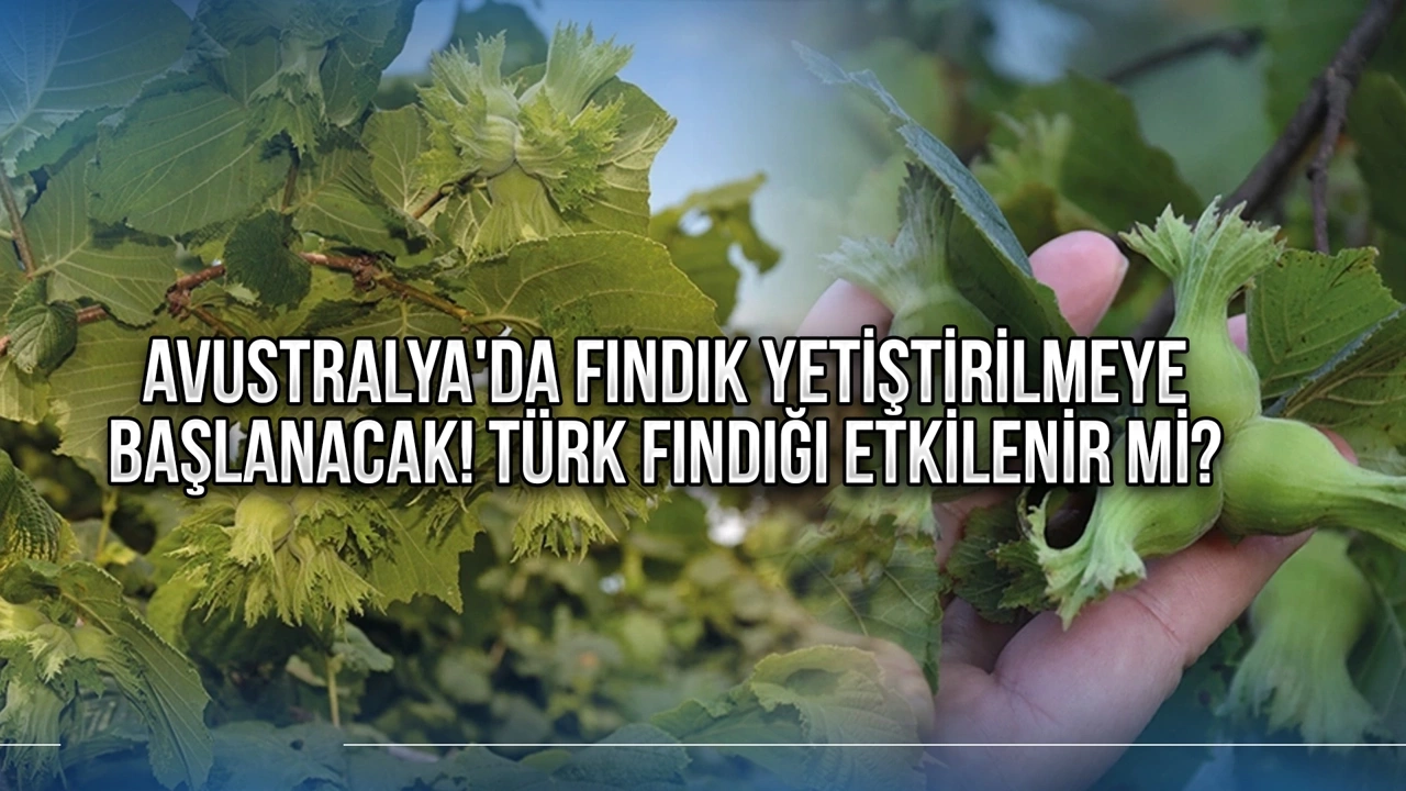 FERRERO İLK HASATI 2026 YILINDA ALACAK