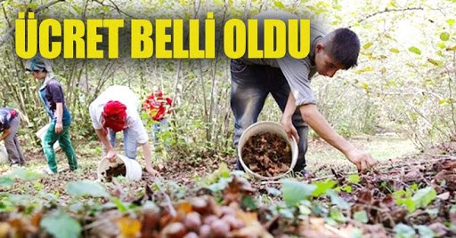 FINDIK YEVMİYELERİ BELLİ OLDU!