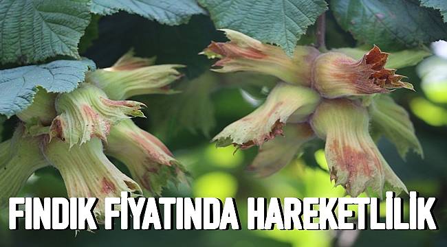 FINDIKTA HAREKETLENME BAŞLADI