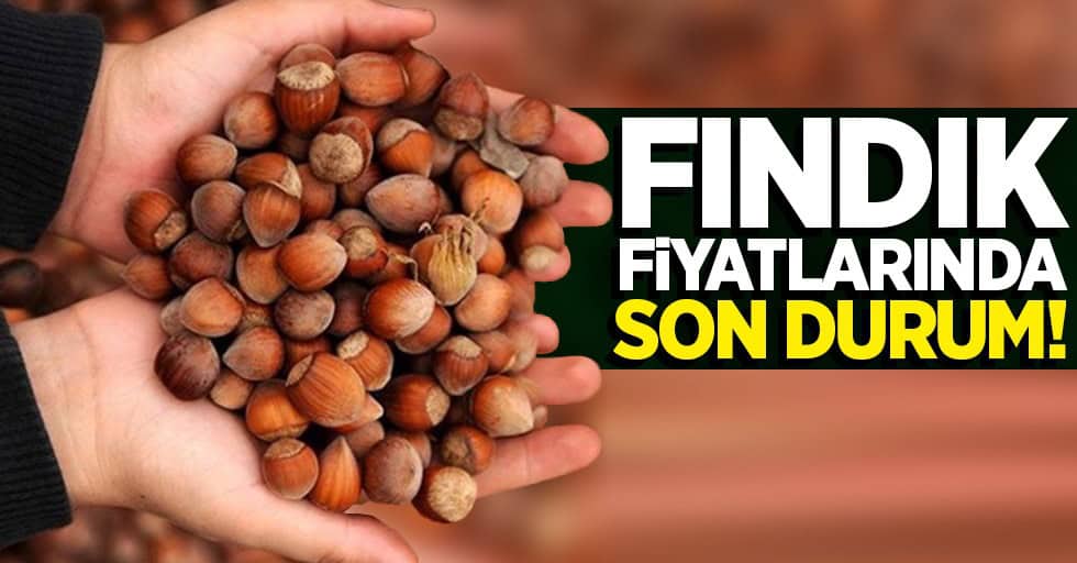 Fındık Fiyatlarında Son Durum!