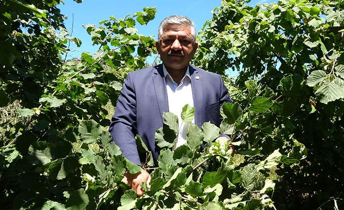 FINDIKTA 'ERKEN HASAT' UYARISI