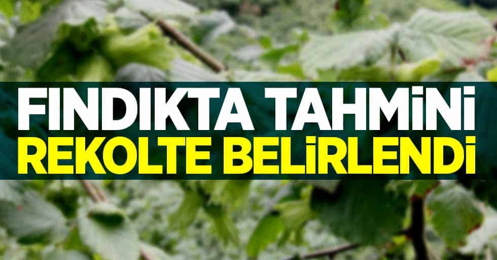 TÜRKİYE İÇİN 865 BİN TON REKOLTE TAHMİN EDİLDİ