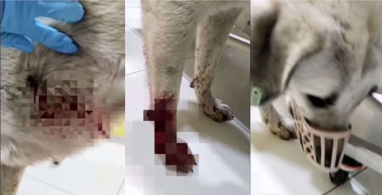 Ünye'de Köpeğe Silahlı Saldırı