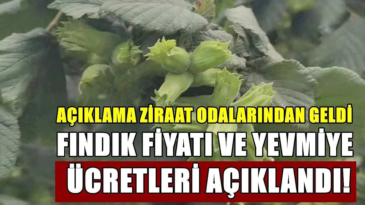 Fındık Yevmiye ve Patoz Fiyatları Açıklandı